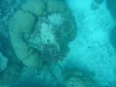 Coral