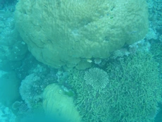 Coral