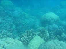 Coral