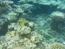 Coral and bright fish