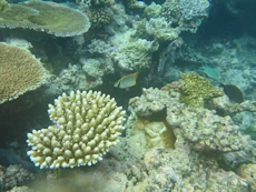 Coral and bright fish