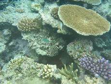 Coral and bright fish