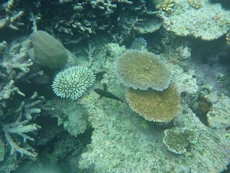 Coral and black fish