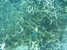 Coral and bright fish