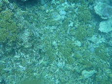 Coral