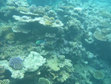 Coral and bright fish