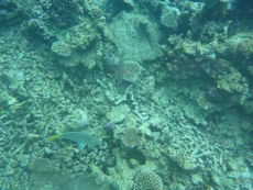 Coral and fish from above