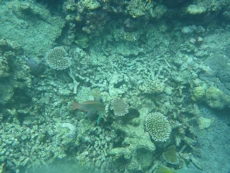 Coral and fish from above