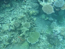 Coral and fish from above