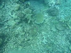 Coral and fish from above