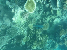 Coral and fish from above