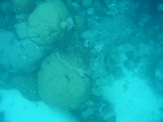 Coral and fish from above
