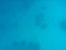 Little fish near our boat