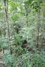 The rainforest