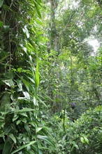 The rainforest