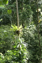 Epiphyte