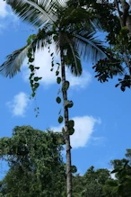 Vine