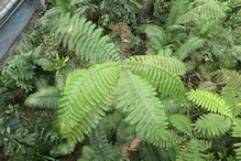 Tree fern