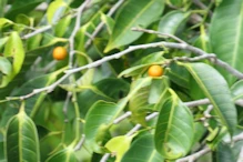 Figs