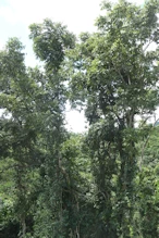 Vine covered trees