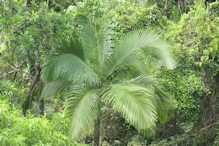 Palm tree