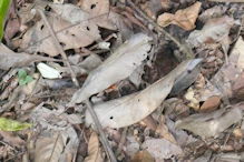 Leaf litter