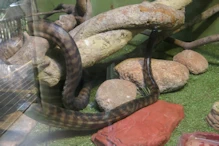 Black headed python
