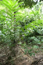 Large fern
