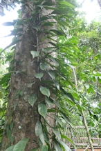 Vines on tree trunk