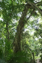 500 year old strangling fig