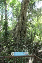 500 year old strangling fig