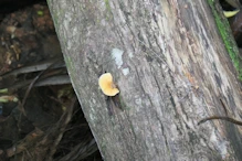 Fungus fruiting body