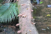 Fungus fruiting body
