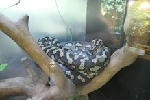 Carpet python