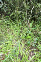 Spider with yellow on joints