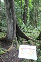 Tree with buttresses