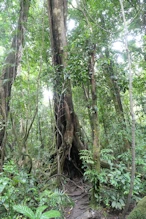 Strangler fig
