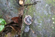 Wood fungus fruiting body