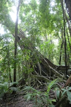 Big strangler fig