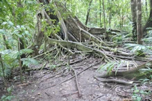 Big strangler fig