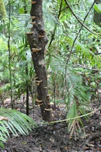 Dead hanging branch being consumed by woof fungus