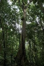 Tree with vines up its trunk