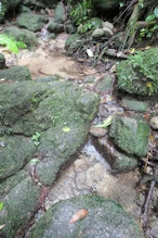 Rivulet with very clear watrer
