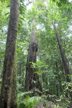 Tree with vines up its trunk