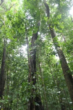 Tree with vines up its trunk