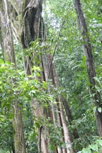 Strangler fig