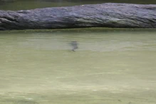 Large fish or eel