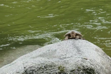 Tortise on rock