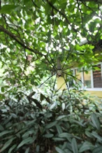 Golden Orb spider near visitors' centre