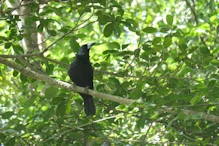 Black Butcher bird